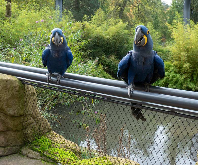 Zwei sich verstehende Hyazinth-Aras am 12. Oktober 2024 in der Aralandia-Voliere im Grünen Zoo Wuppertal