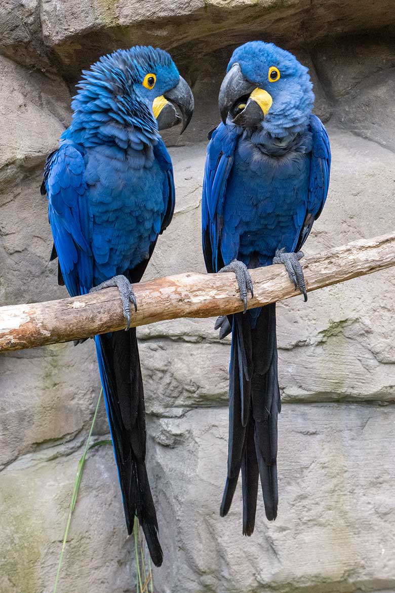 Zwei sich verstehende Hyazint-Aras am 10. November 2024 in der Aralandia-Voliere im Zoologischen Garten Wuppertal