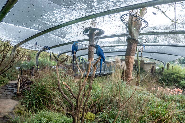 Hyazinth-Aras am 12. Januar 2025 auf der noch teilweise mit Schnee bedeckten Draht-Decke der Aralandia-Voliere im Grünen Zoo Wuppertal