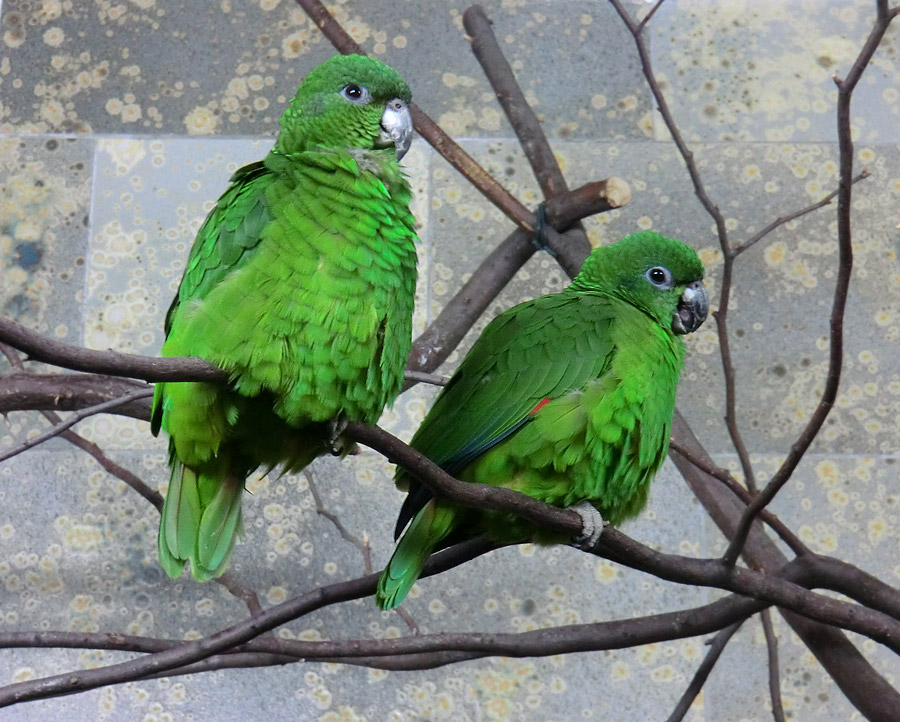 Rotspiegelamazonen im Zoologischen Garten Wuppertal im Januar 2013