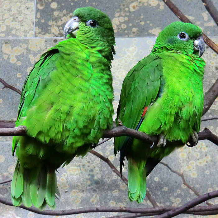 Rotspiegelamazonen im Wuppertaler Zoo im April 2013