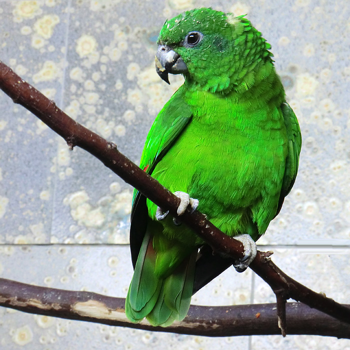 Rotspiegelamazonen im Wuppertaler Zoo im April 2013