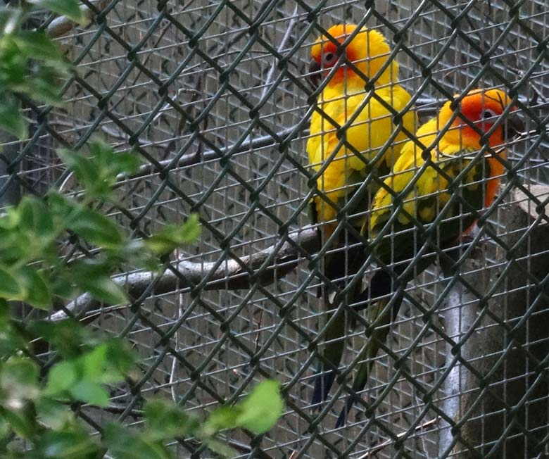 Sonnensittiche am 13. Mai 2016 in den Außenvolieren des Überwinterungshauses für Vögel im Zoologischen Garten der Stadt Wuppertal