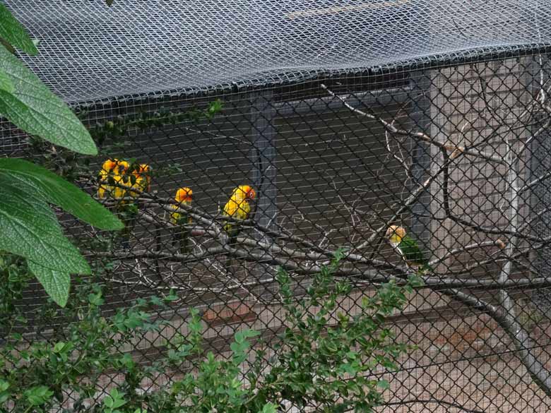 Fünf Sonnensittiche und ein Rostkappenpapagei am 11. Juni 2016 in einer der Außenvolieren des Überwinterungshauses für Vögel im Zoologischen Garten der Stadt Wuppertal