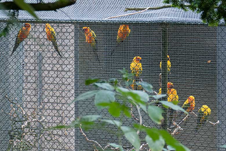 Sonnensittiche am 14. September 2020 in einer Außenvoliere am Überwinterungs-Haus in der Nähe des historischen Gebäudes der Zoo-Direktion im Grünen Zoo Wuppertal