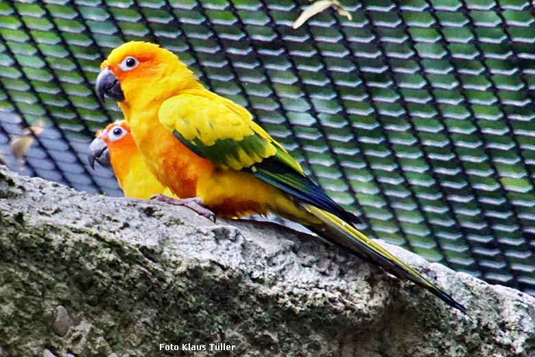 Sonnensittiche am 23. Juli 2021 in der begehbaren Freiflugvoliere Aralandia im Zoologischen Garten der Stadt Wuppertal (Foto Klaus Tüller)