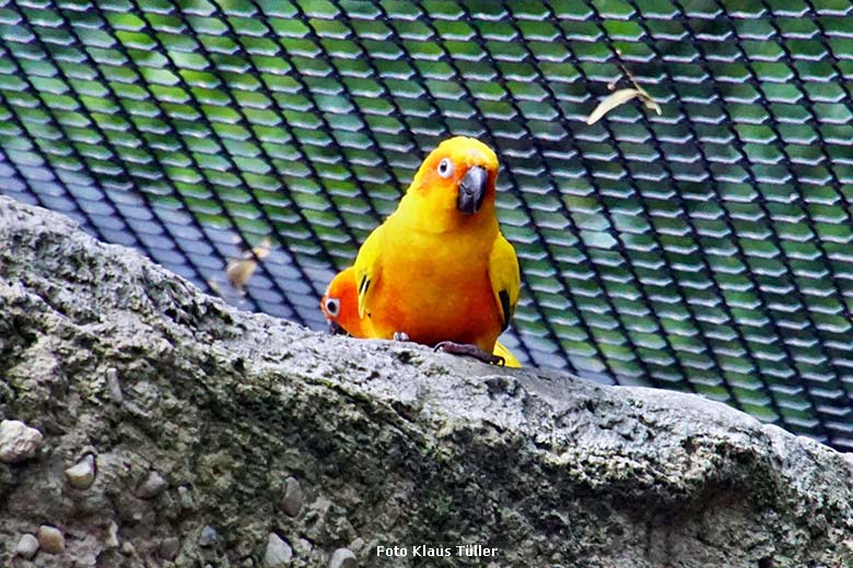 Sonnensittiche am 23. Juli 2021 in der begehbaren Freiflugvoliere Aralandia im Zoo Wuppertal (Foto Klaus Tüller)