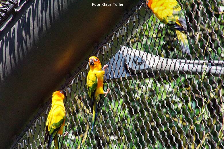 Sonnensittiche am 23. Juli 2021 in der begehbaren Freiflugvoliere Aralandia im Wuppertaler Zoo (Foto Klaus Tüller)