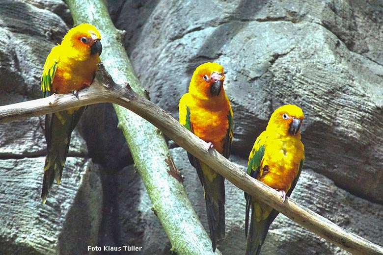 Sonnensittiche am 10. August 2021 in der begehbaren Freiflugvoliere Aralandia im Zoo Wuppertal (Foto Klaus Tüller)