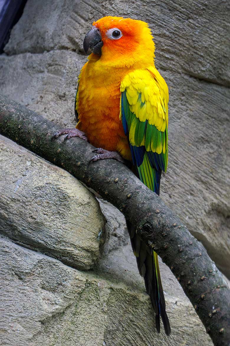 Sonnensittich am 23. August 2021 in der begehbaren Aralandia-Voliere im Zoologischen Garten Wuppertal