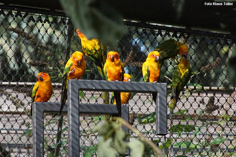 Sonnensittiche am 22. September 2021 in der begehbaren Freiflugvoliere Aralandia im Grünen Zoo Wuppertal (Foto Klaus Tüller)