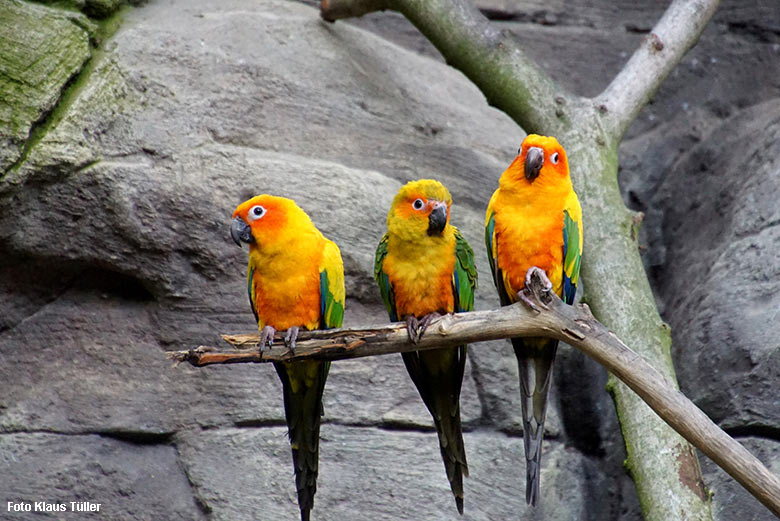 Sonnensittiche am 29. September 2021 in der begehbaren Freiflugvoliere Aralandia im Wuppertaler Zoo (Foto Klaus Tüller)