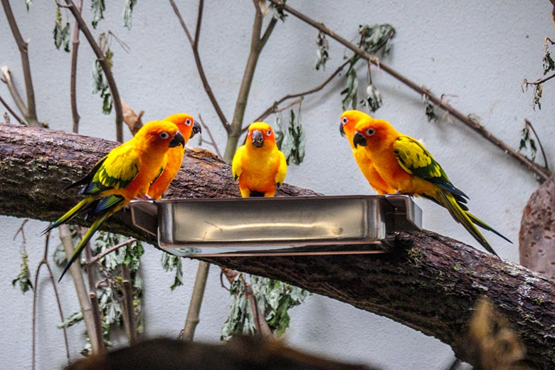 Sonnensittiche am 14. Mai 2022 im Innen-Schaugehe der Aralandia-Voliere im Zoologischen Garten Wuppertal