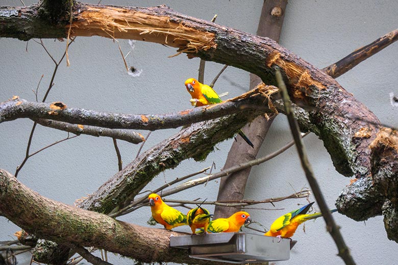 Sonnensittiche am 14. Mai 2022 im Innen-Schaugehe der Aralandia-Voliere im Wuppertaler Zoo