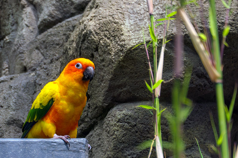 Sonnensittich am 2. Juni 2022 in der Aralandia-Voliere im Zoo Wuppertal