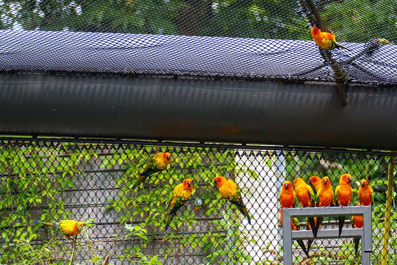 Sonnensittiche am 4. Juni 2022 in der Aralandia-Voliere im Wuppertaler Zoo