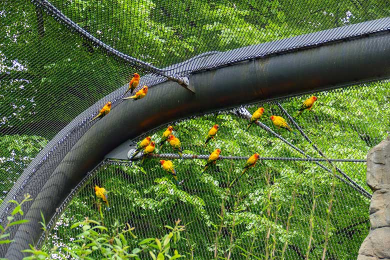 Sonnensittiche am 4. Juni 2022 in der Aralandia-Voliere im Grünen Zoo Wuppertal