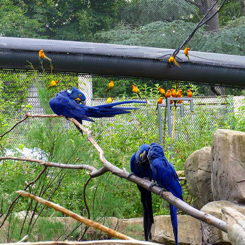 Sonnensittiche am 4. Juni 2022 in der Aralandia-Voliere im Zoologischen Garten der Stadt Wuppertal