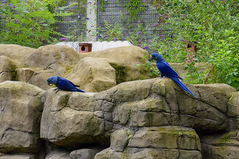 Stein-Brutkästen am 5. August 2022 auf der Mauer in der Aralandia-Voliere im Wuppertaler Zoo