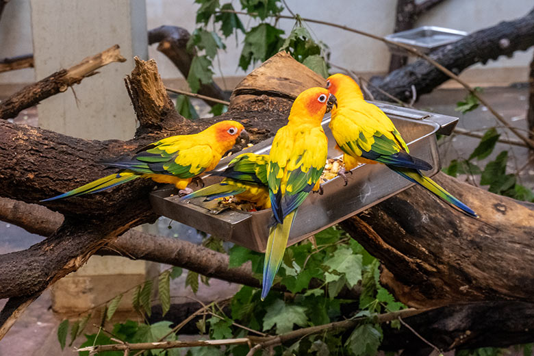 Sonnensittiche am 27. August 2023 im Innengehege der Aralandia-Voliere im Grünen Zoo Wuppertal