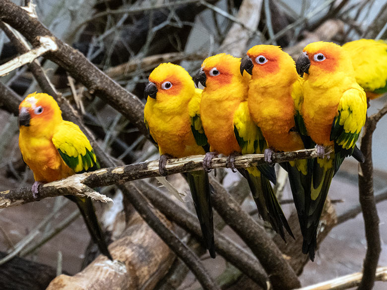 Sonnensittiche am 21. Januar 2024 im Innenbereich des Aralandia-Hauses im Zoo Wuppertal