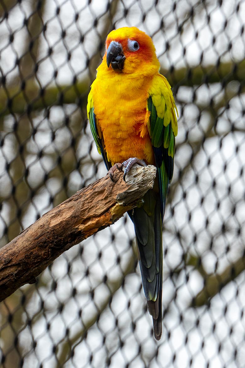 Sonnensittich am 29. Februar 2024 im Außenbereich der Aralandia-Voliere im Wuppertaler Zoo