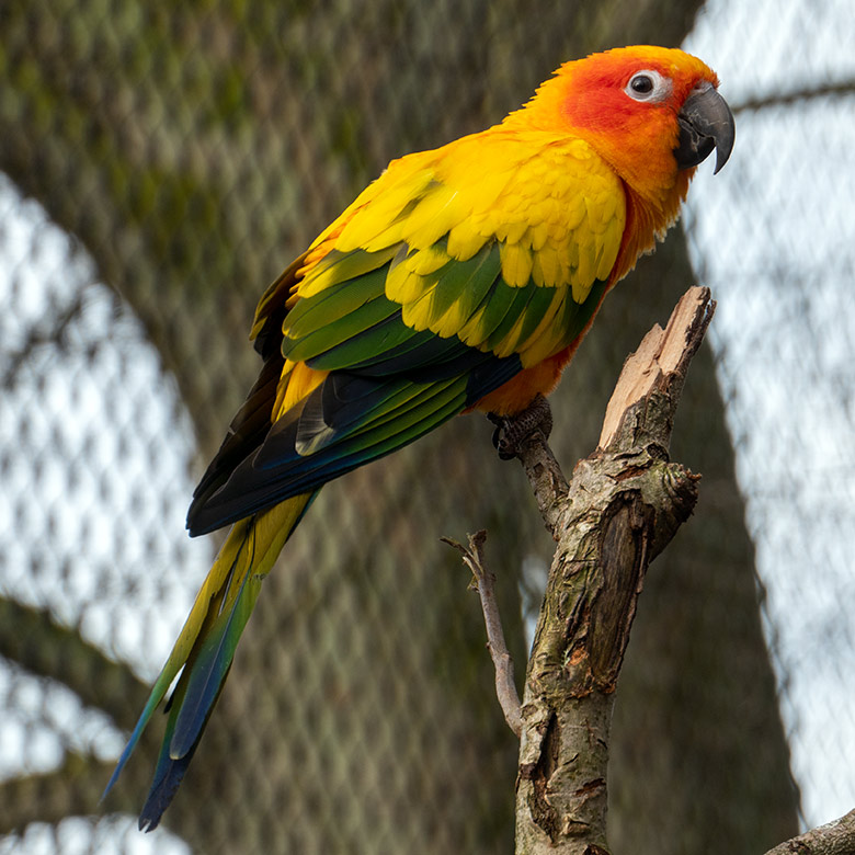 Sonnensittich am 29. Februar 2024 im Außenbereich der Aralandia-Voliere im Grünen Zoo Wuppertal