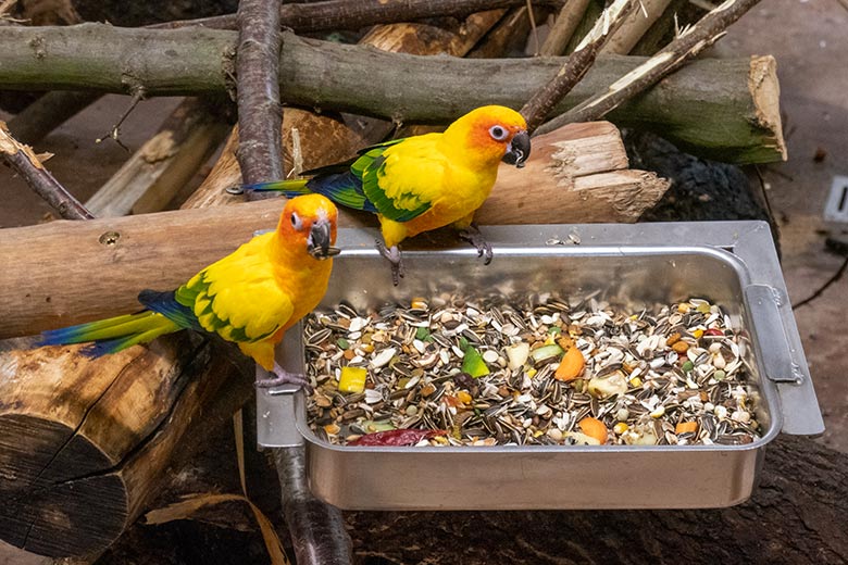 Sonnensittiche am 3. März 2024 an einer Futterschale im Aralandia-Haus im Zoo Wuppertal