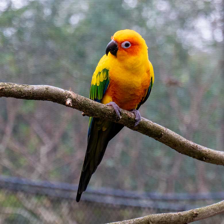 Sonnensittich am 6. März 2024 im Außenbereich der Aralandia-Voliere im Zoo Wuppertal