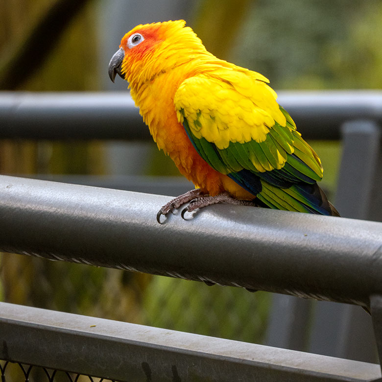 Sonnensittich auf dem Geländer des sogenannten Abenteuer-Weges am 6. März 2024 im Außenbereich der Aralandia-Voliere im Wuppertaler Zoo