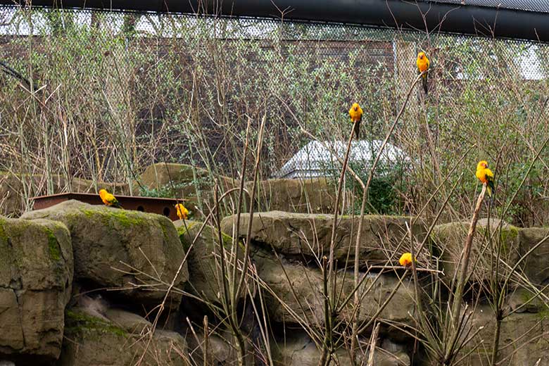 Sechs Sonnensittiche am 12. März 2024 im Außenbereich der Aralandia-Voliere im Grünen Zoo Wuppertal