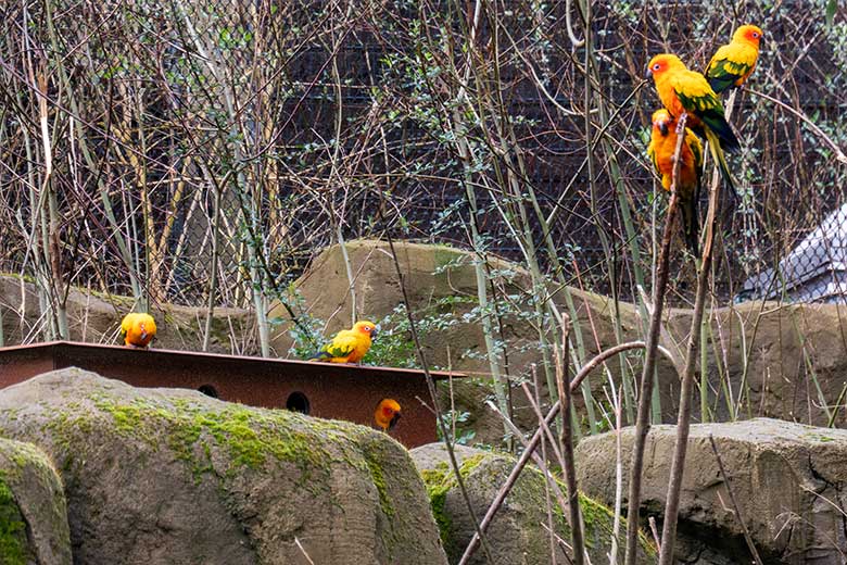 Ein Sonnensittich im Eingangsloch des Brutkastens am 12. März 2024 im Außenbereich der Aralandia-Voliere im Zoologischen Garten Wuppertal