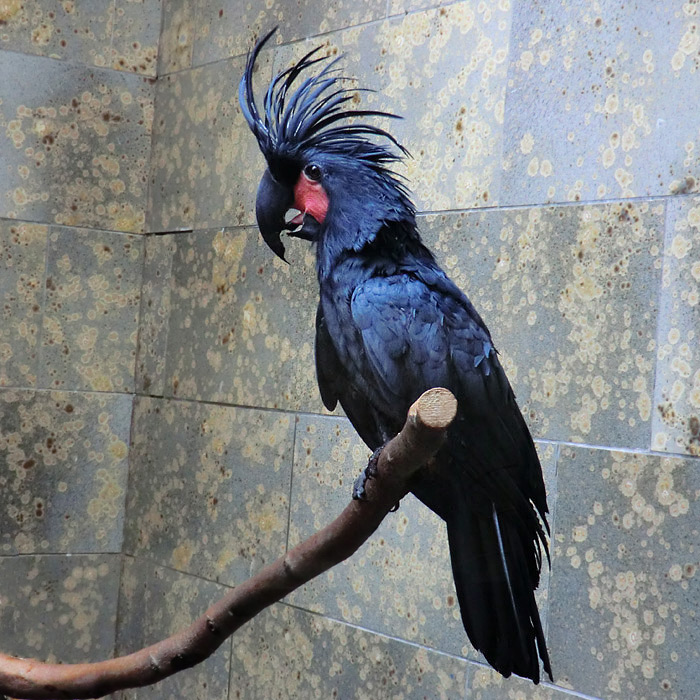 Ararakakadu im Wuppertaler Zoo im Juli 2012