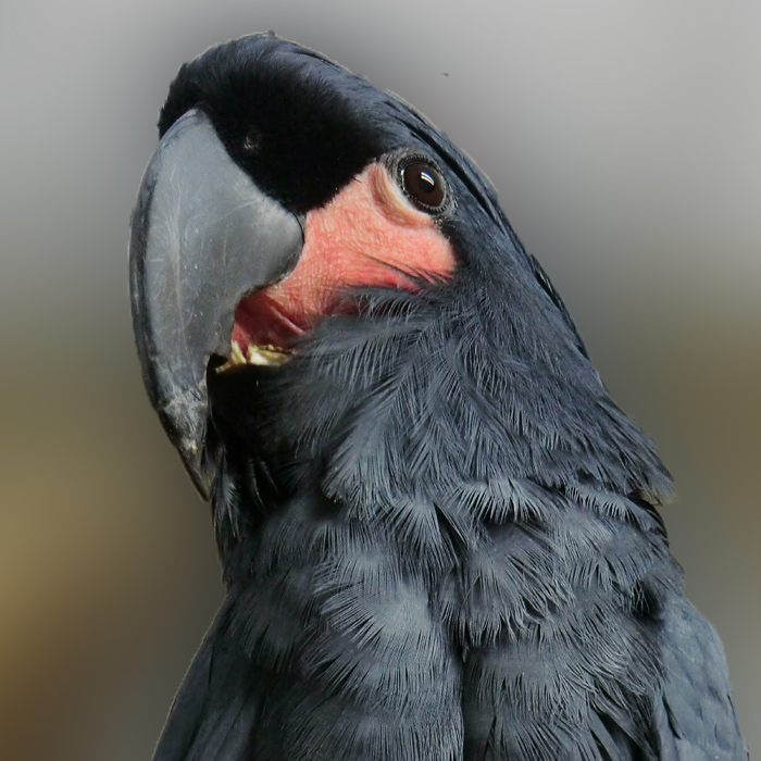 Ararakakadu im Wuppertaler Zoo im November 2012