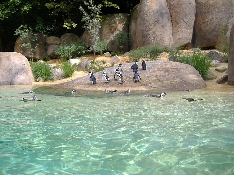 Die im Juli 2006 eröffnete Anlage für Brillenpinguine mit noch frischer niedriger Bepflanzung am 19. August 2006 im Wuppertaler Zoo