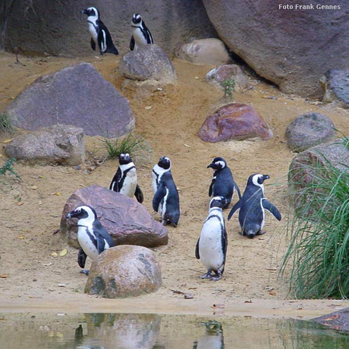 Brillenpinguine im Wuppertaler Zoo im Oktober 2006 (Foto Frank Gennes)