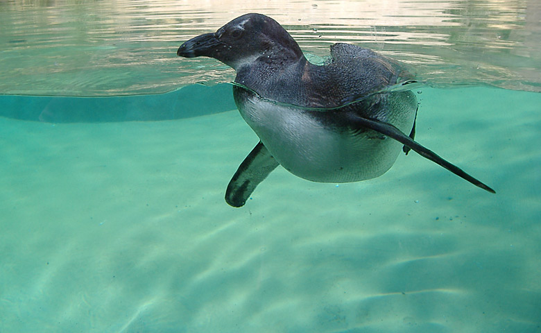 Brillenpinguin im Wuppertaler Zoo im Mai 2007