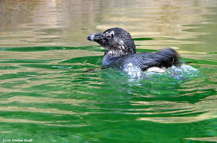 Brillenpinguin im Wuppertaler Zoo im Juli 2007 (Foto Dieter Kraß)