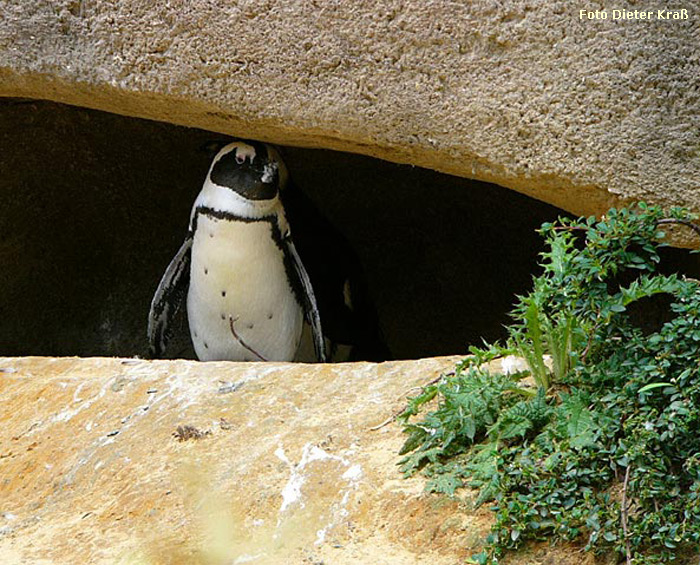 Brillenpinguin im Wuppertaler Zoo im Juli 2007 (Foto Dieter Kraß)