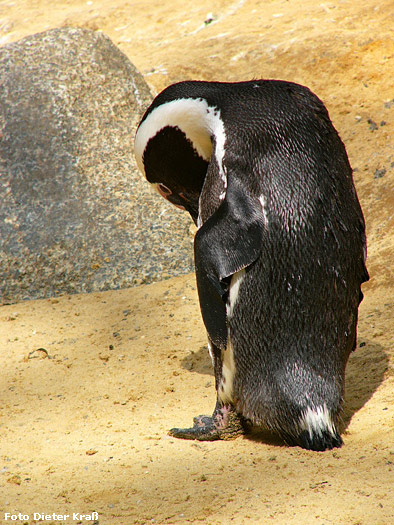 Brillenpinguin im Zoologischen Garten Wuppertal im Juli 2007 (Foto Dieter Kraß)