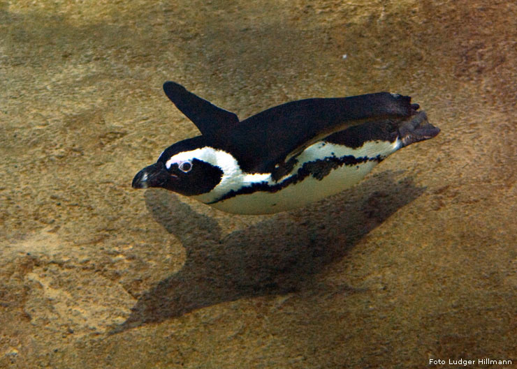 Brillenpinguin im Zoo Wuppertal im November 2007 (Foto Ludger Hillmann)