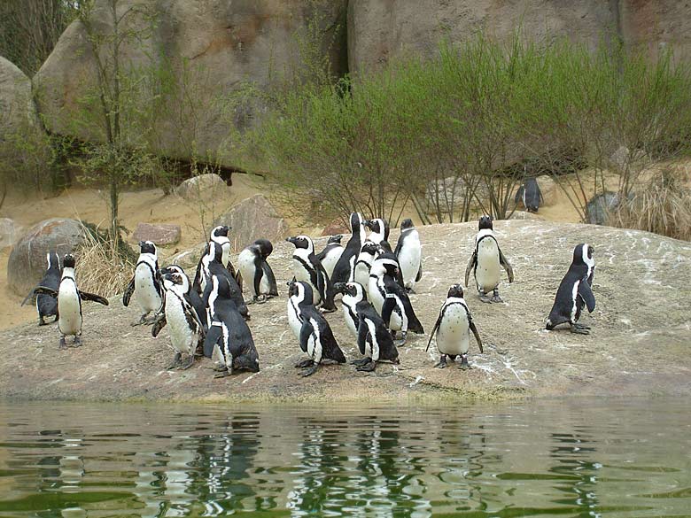 Brillenpinguine im Wuppertaler Zoo im April 2008