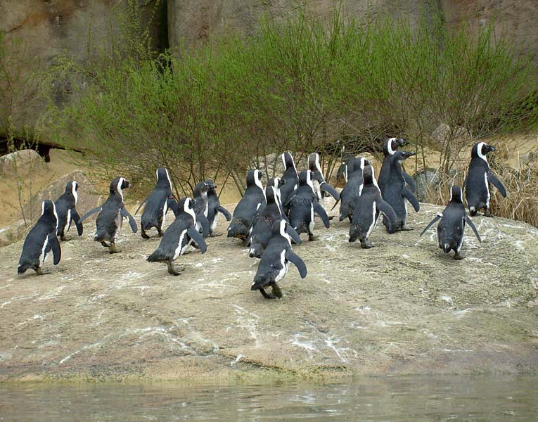 Brillenpinguine im Wuppertaler Zoo im April 2008