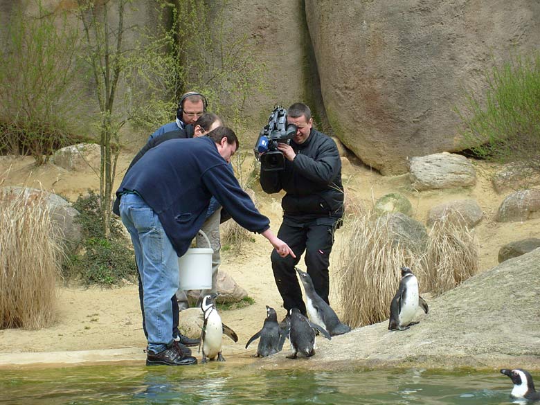 Brillenpinguine im Wuppertaler Zoo im April 2008