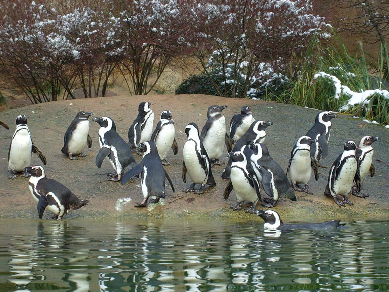 Brillenpinguine mit Schnee im Zoologischen Garten Wuppertal im November 2008