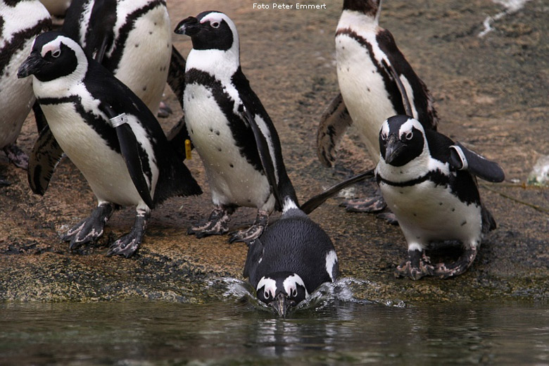 Brillenpinguine im Zoologischen Garten Wuppertal im November 2008 (Foto Peter Emmert)