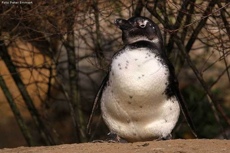 Brillenpinguin im Wuppertaler Zoo im November 2008 (Foto Peter Emmert)