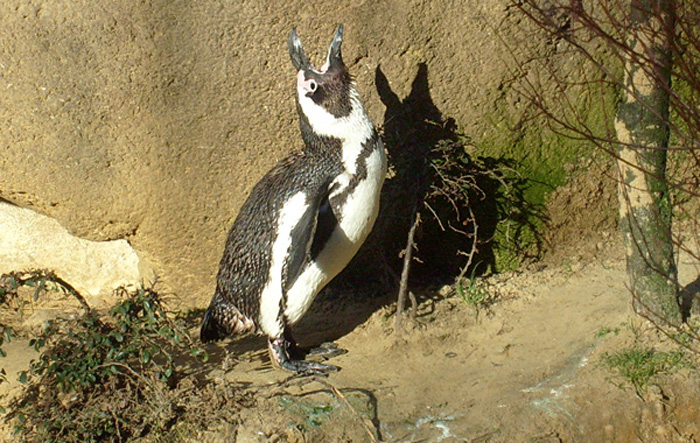 Brillenpinguin im Wuppertaler Zoo im Dezember 2008