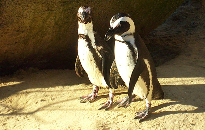 Brillenpinguine im Wuppertaler Zoo im Dezember 2008