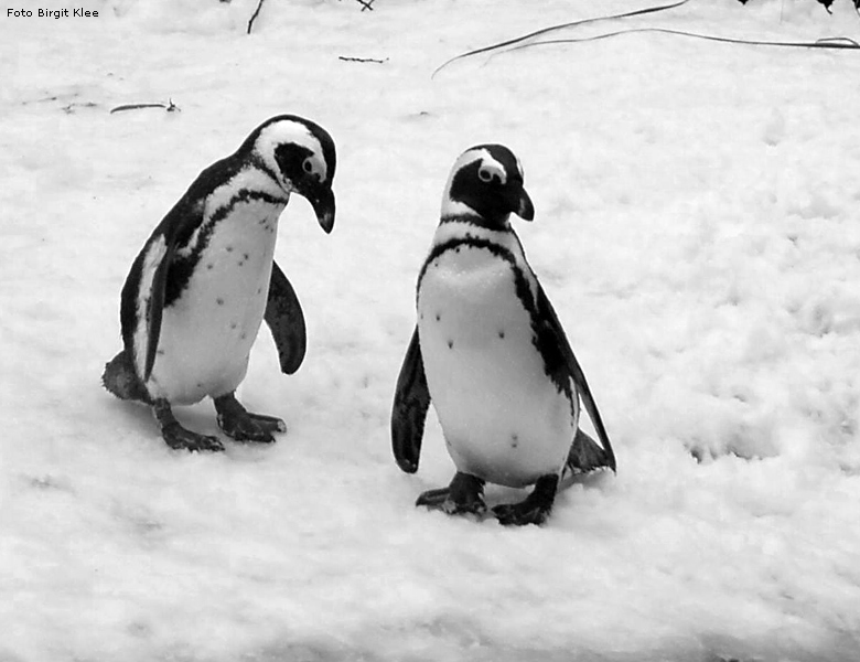 Brillenpinguine im Schnee im Zoo Wuppertal im Dezember 2008 (Foto Birgit Klee)